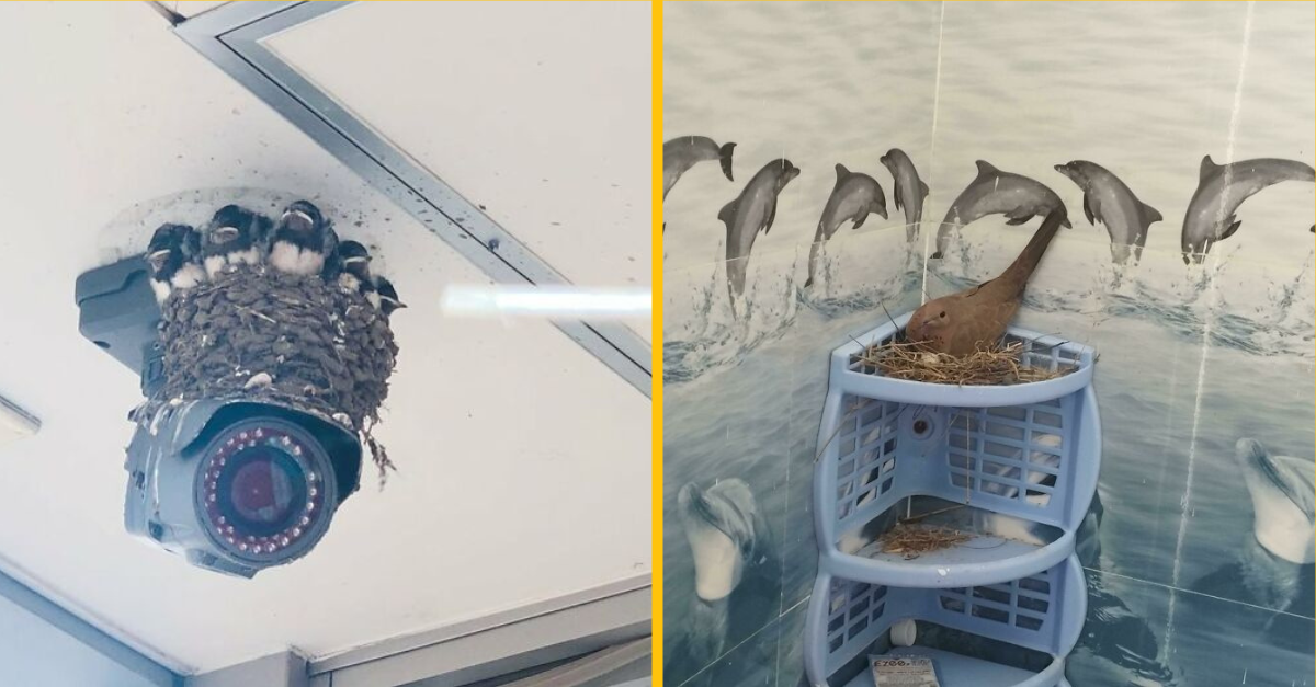 15 vtákov, ktoré si urobili hniezda na netradičných miestach