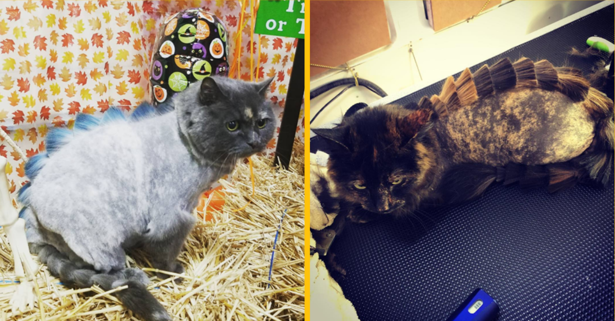 Instagram ovládol nový trend. Ľudia strihajú svoje mačky tak, aby vyzerali ako dinosaury