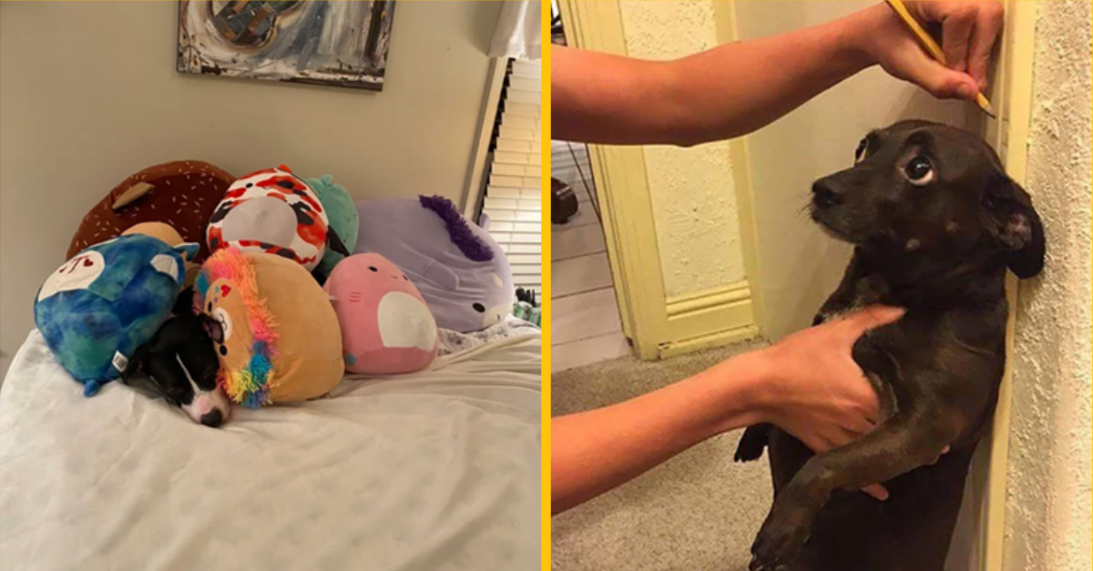 12 fotiek psov tak, ako ste ich ešte nevideli