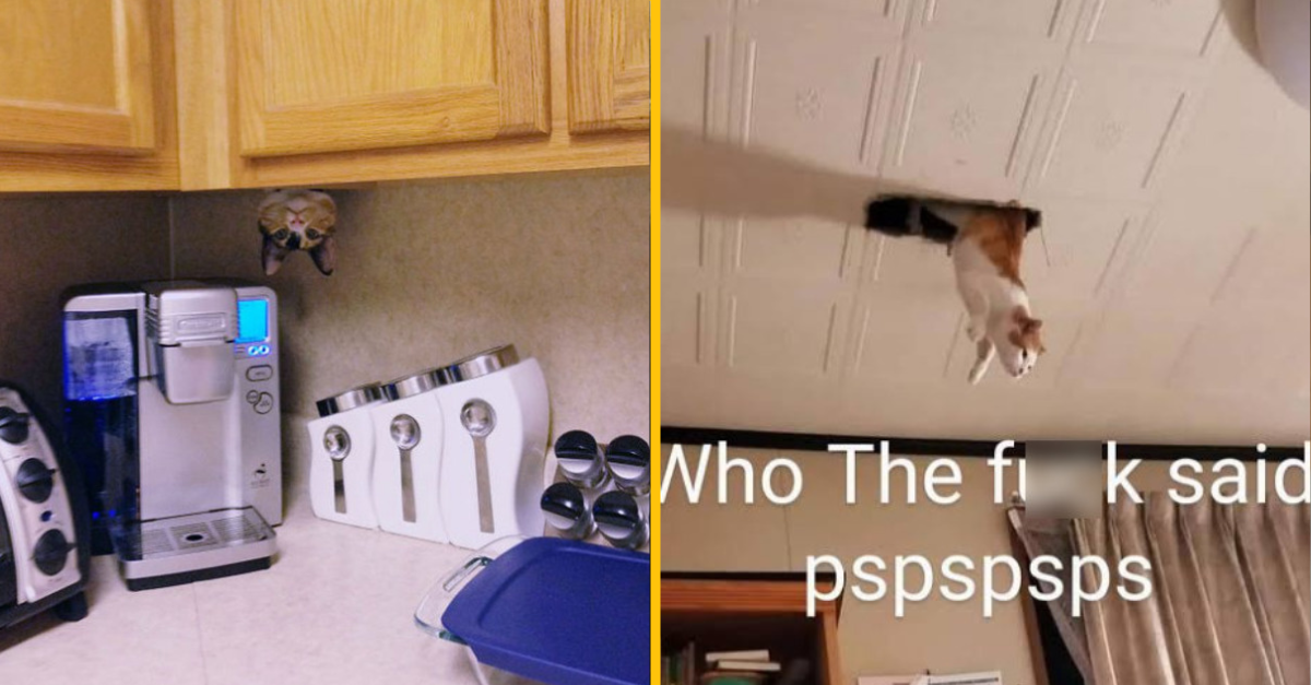 14 fotiek mačiek, pre ktoré neplatia žiadne pravidlá