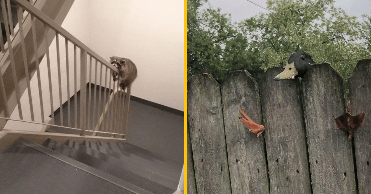 12 vtipných fotografií zvierat, ktoré sa ocitli v poriadnej kaši