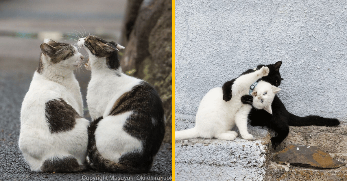 12 vtipných fotiek mačiek, ktoré si žijú vo vlastnom vesmíre
