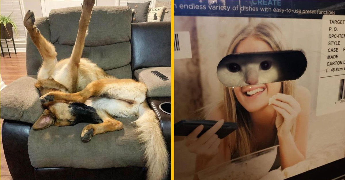 Tieto fotografie dokazujú, že domáce zvieratá sú najlepším liekom na všetko