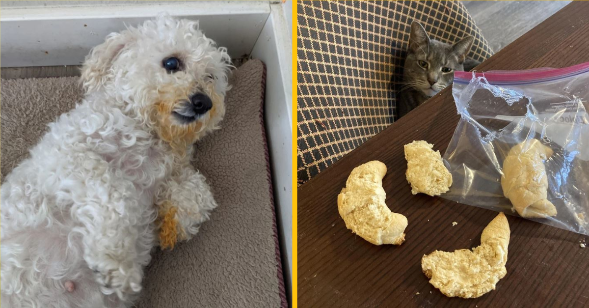 16 rozkošných maznáčikov, vďaka ktorým sa ich majitelia namiesto hnevu len smiali