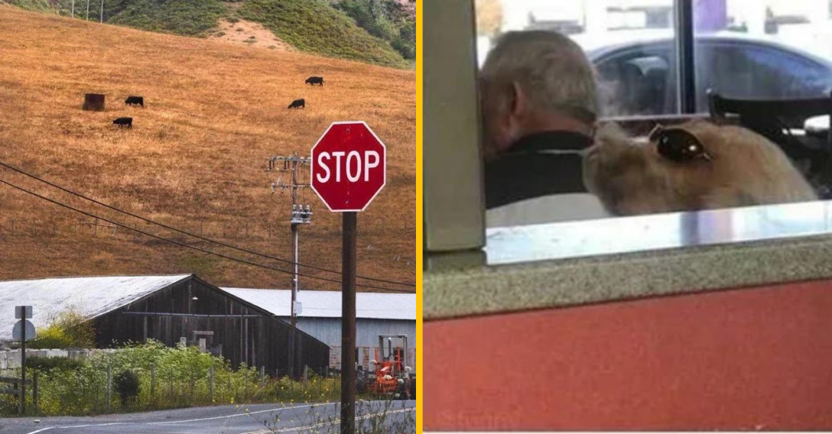 15 mätúcoch obrázkov, ktoré sa nezdajú byť skutočné