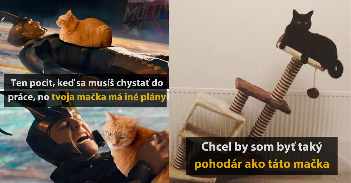 15 zábavných memes , ktoré dokonale opisujú život s mačkami #3