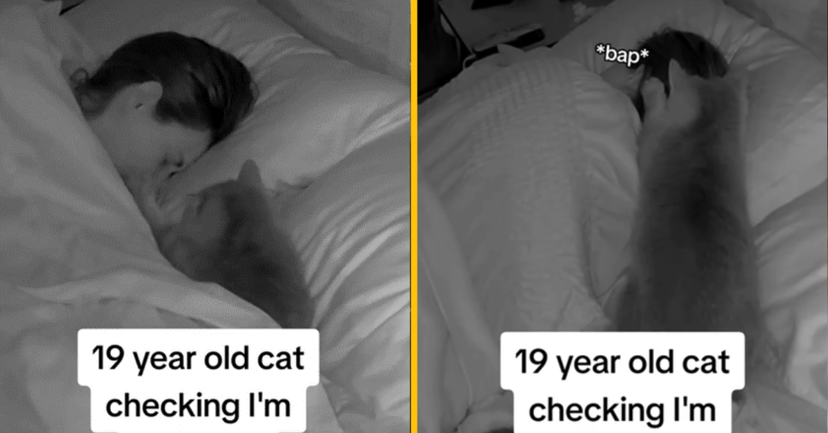 Mačka v noci kontroluje, či jej majiteľka stále žije. Zábery sa stali virálne