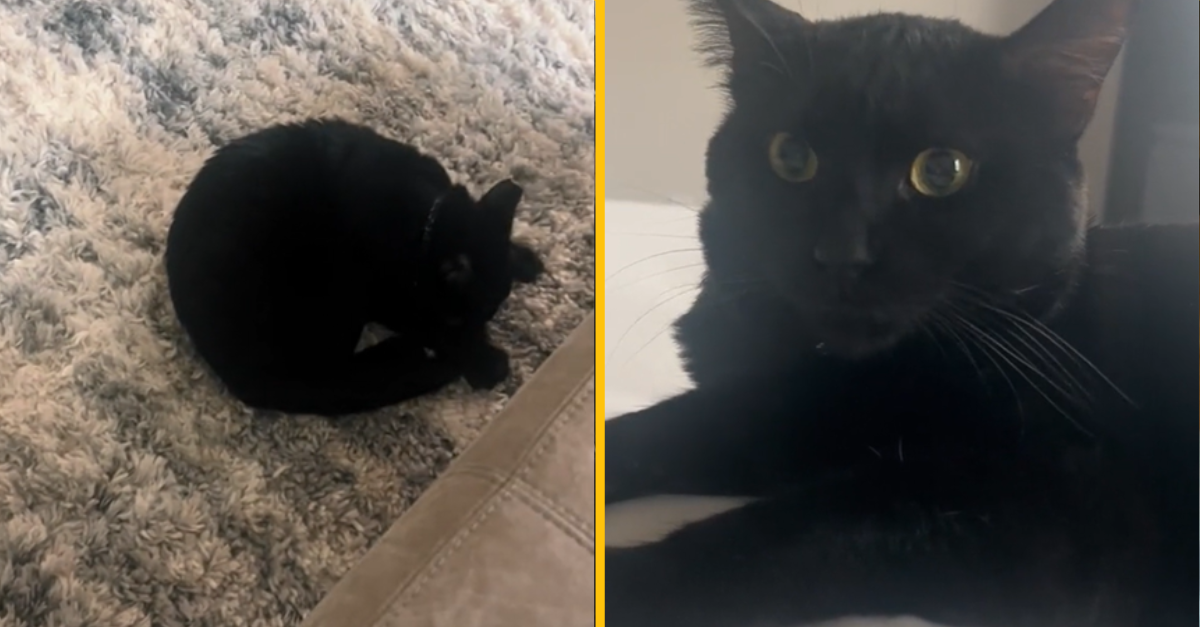 Mali doma nepoužívaný televízor, a tak ho venovali ich mačke. Zábery vás dostanú