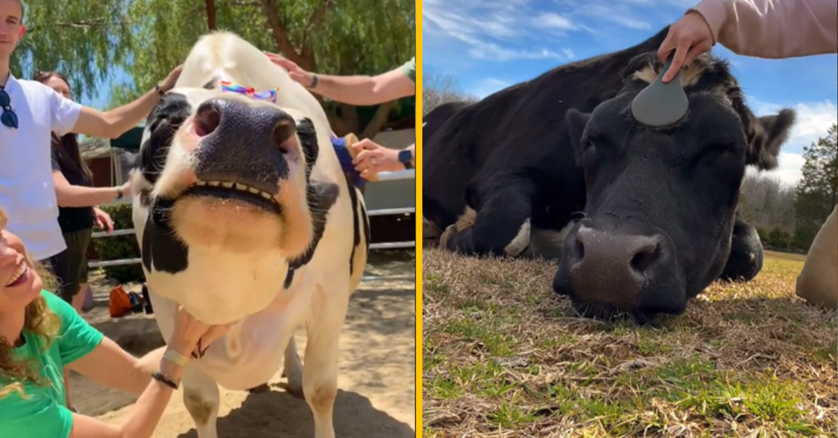 Tieto zábery vám ukážu, že kravy sú takmer ako psy. Ich roztomilosti neodoláte