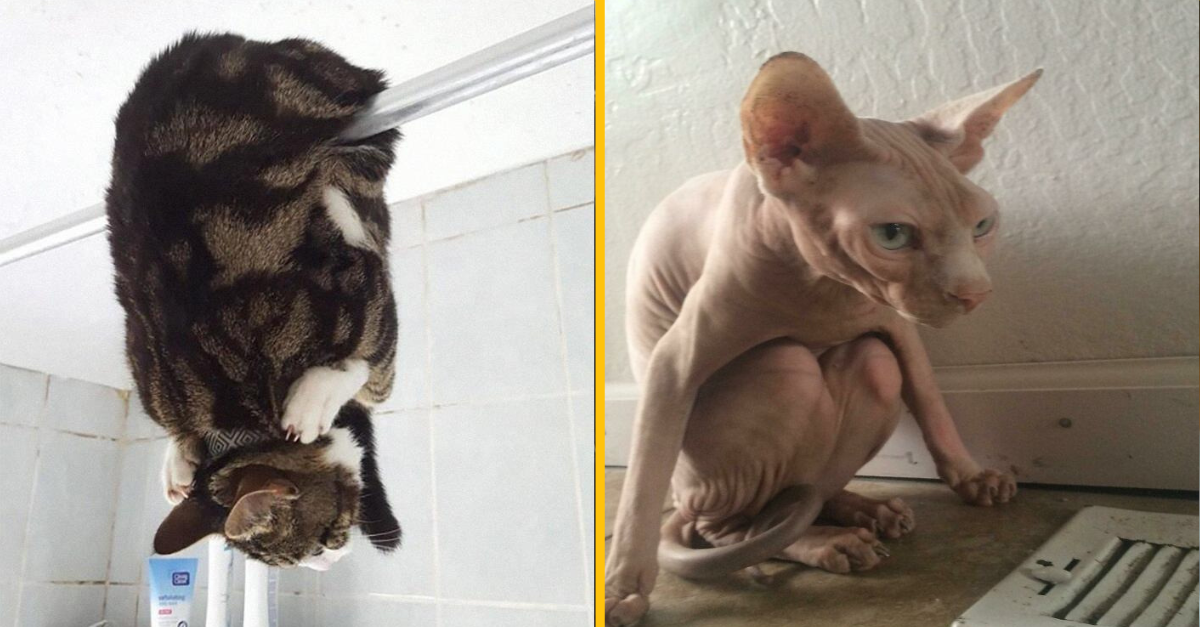 12 fotografií, ktoré vás donútia pýtať sa, prečo sú mačky tak strašne divné