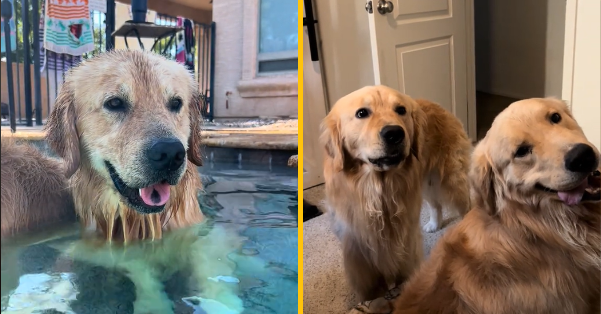 Títo zlatí retríveri ovládli internet. Takto sa kúpu v bazéne