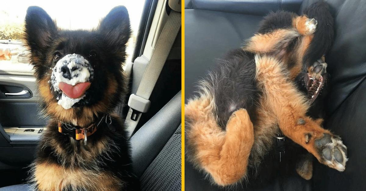 12 vtipných dôvodov, prečo si (ne)zaobstarať nemeckého ovčiaka