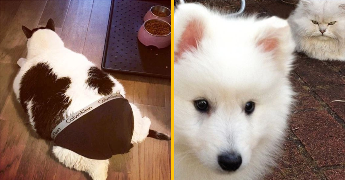 Fotografie, ktoré dokazujú, že zvieratá sú nepochybne najlepšími komediantmi