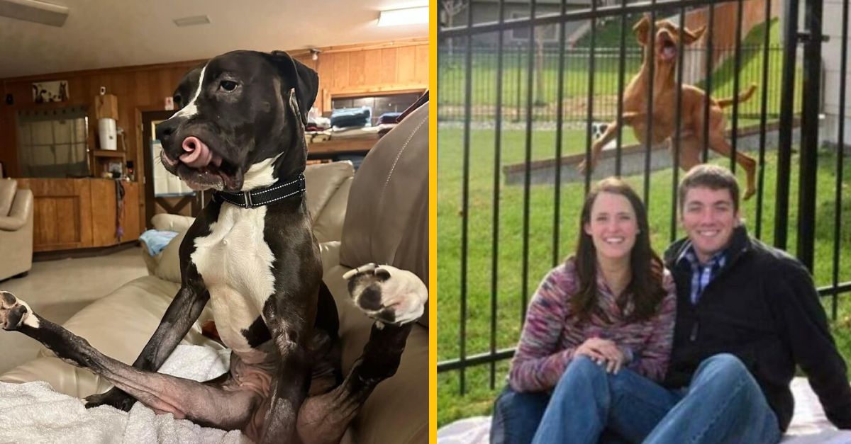 15 zábavných a „crazy“ fotiek so psíkmi #1