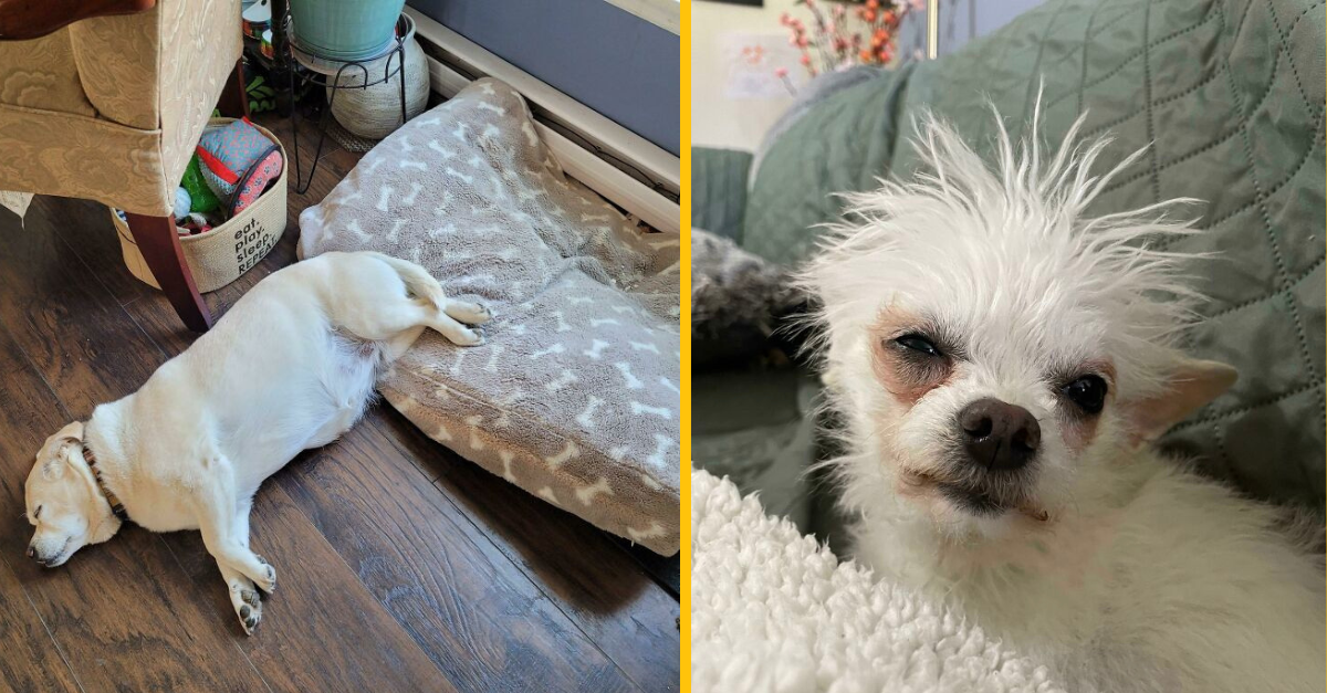 15 zábavných a „crazy“ fotiek so psíkmi #2