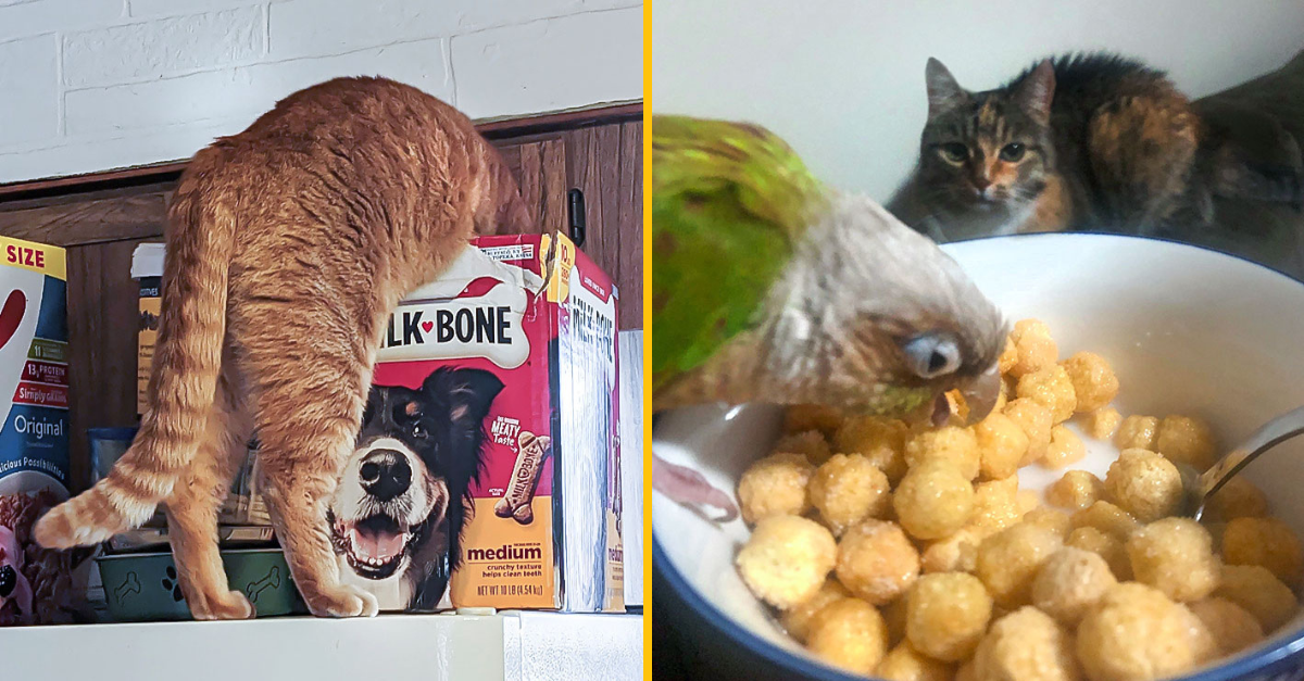 17 domácich miláčikov pristihnutých pri kradnutí jedla