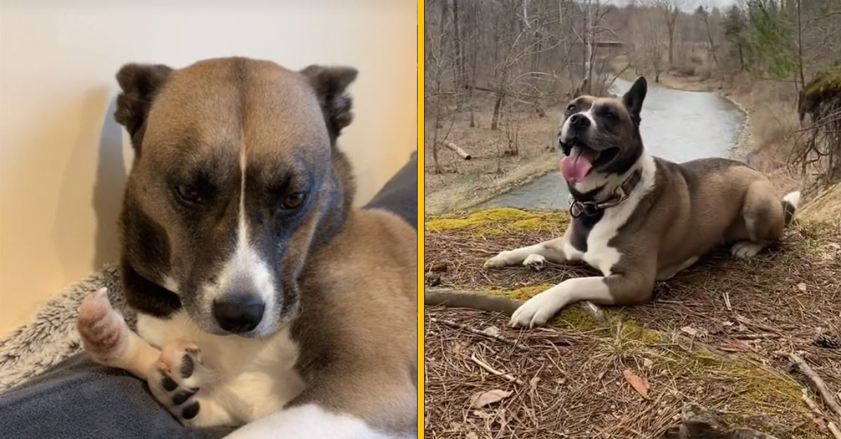 Pes s piatimi nohami sa dočkal šťastného konca. Neuveríte, kto ho adoptoval