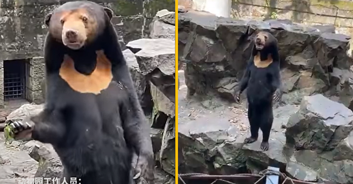Ľudia tvrdia, že medveď v čínskej ZOO je v skutočnosti zamestnanec v kostýme. Zábery sa rýchlo stali virálne