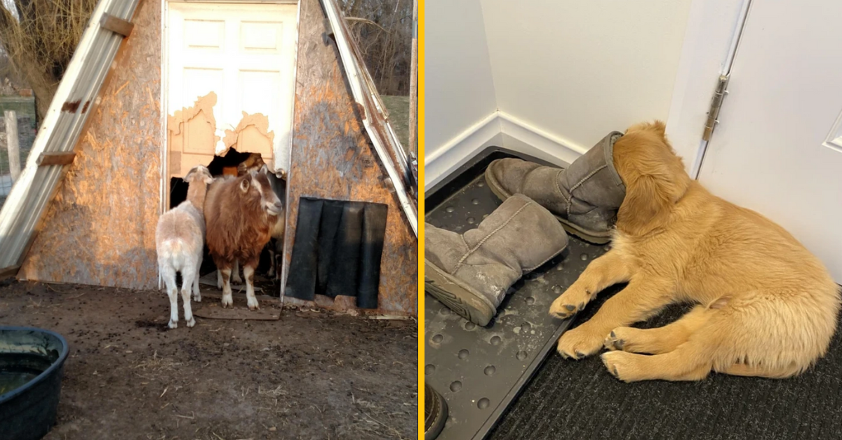 12 zábavných fotografií, ktoré dokazujú, že sa zvieratá vždy dokážu vynájsť