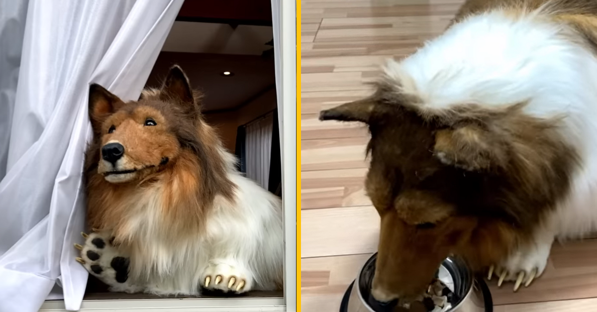 Muž, ktorý sa rozhodol premeniť v psa, sa prvýkrát prešiel po vonku a ochutnal psie žrádlo