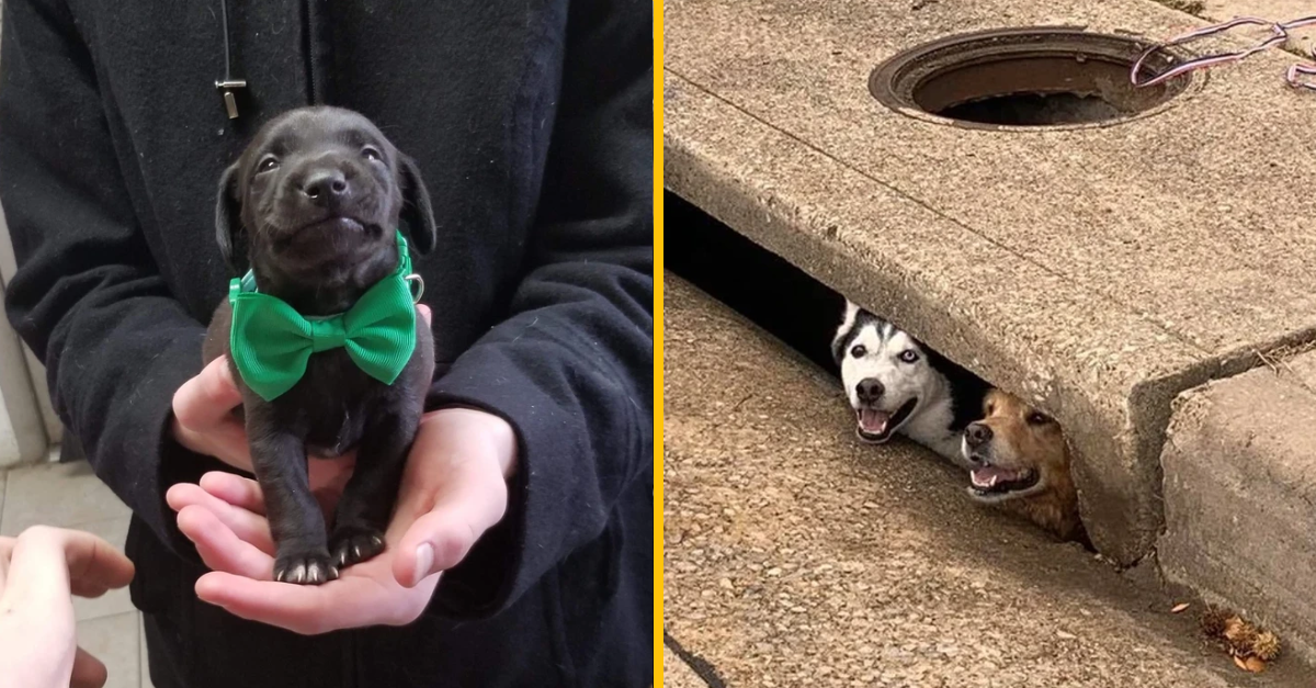 10 fotografií zvierat, ktoré ti určite zlepšia náladu