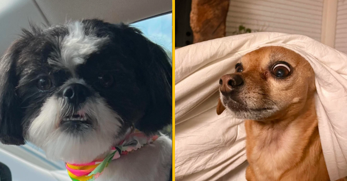 12 fotografií, ktoré dokazujú, že domáci miláčikovia sú ľuďom podobnejší než si myslíte