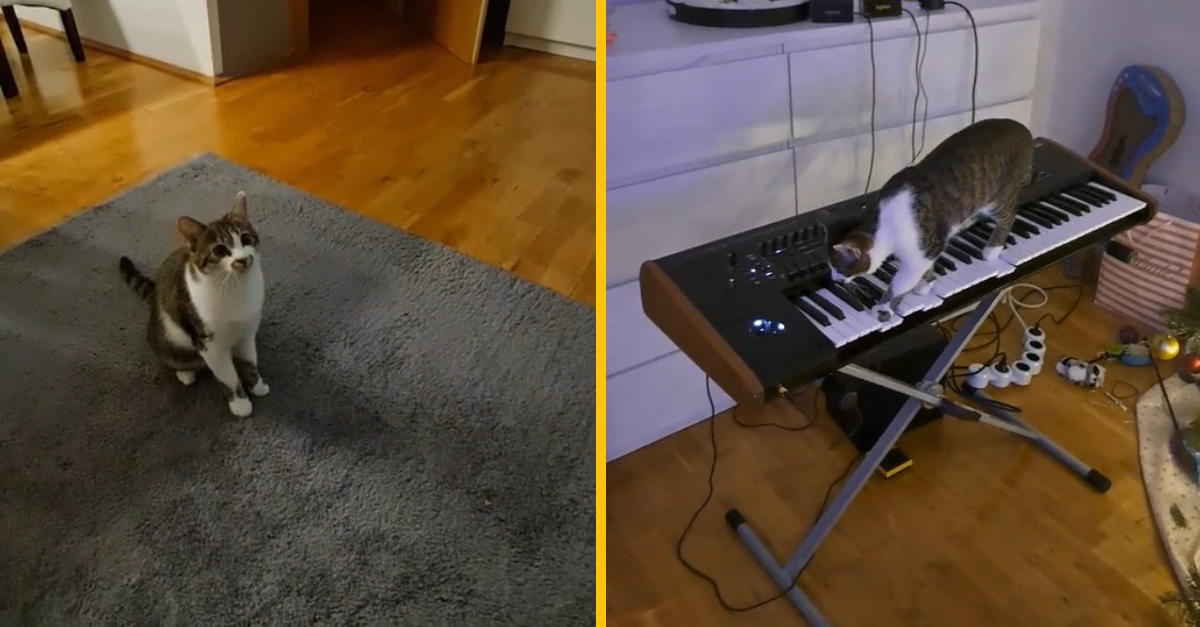 Mačka, hrajúca na klavír, ovládla internet. Je rovnako hudobne nadaná ako jej adoptívny otec