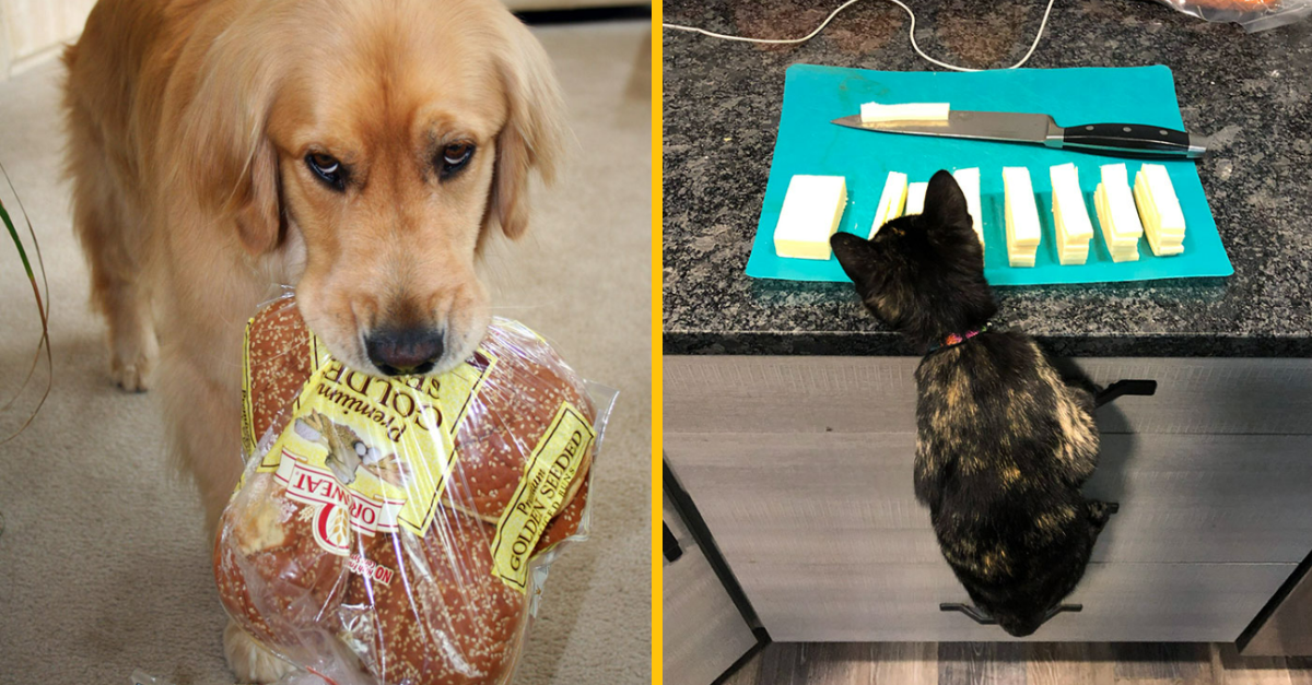 20+ fotografií zvieracích zlodejov, ktoré dokazujú, že domáci miláčik sa vždy vynájde, keď ide o jedlo
