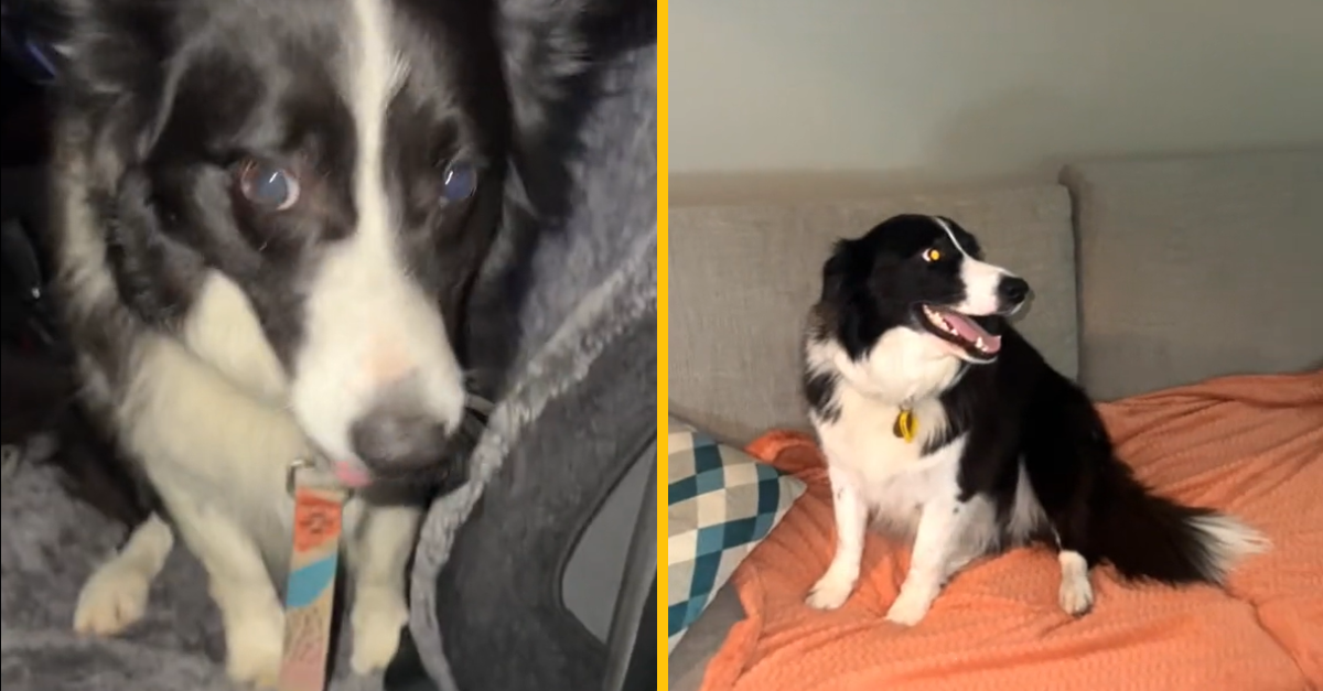 Žena prepašovala svojho psa do rezortu, kde sú psy zakázané. Jej video sa hneď stalo virálne