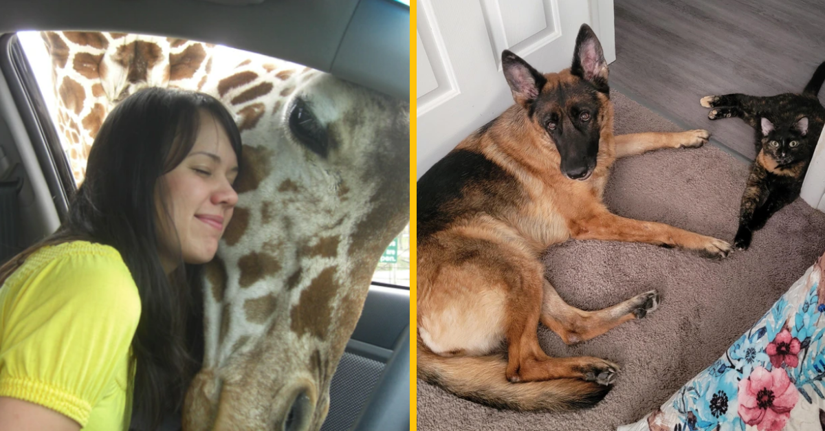 15+ rozkošných fotografií, ktoré roztopia aj to najstudenšie srdce