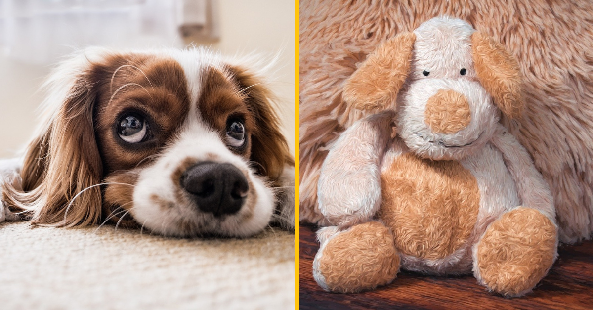 7 veterinárov sa podelilo o najvtipnejšie historky z ich práce