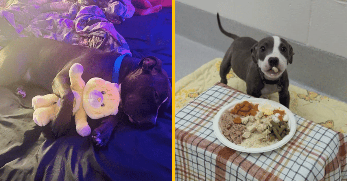 12 dôkazov, že pitbull ti môže ublížiť jedine svojou rozkošnosťou