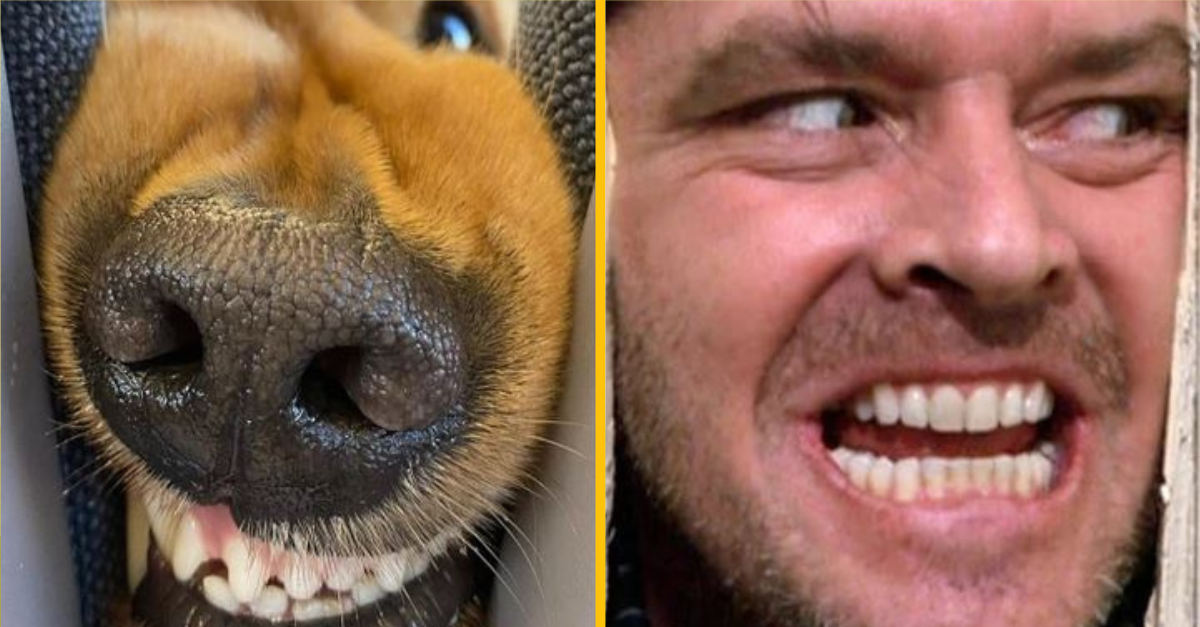 Hladný pes vo vlaku spôsobil, že ho chce nakŕmiť celý internet