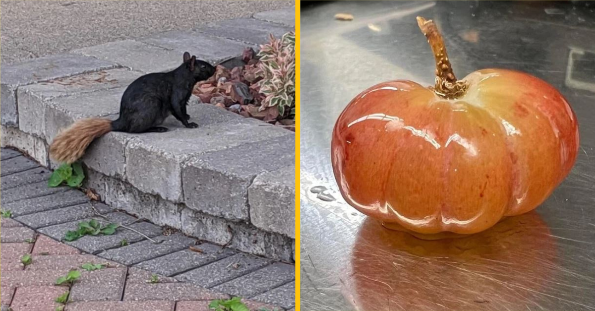 Fotografie, ktoré dokazujú, že príroda má jedinečný zmysel pre humor