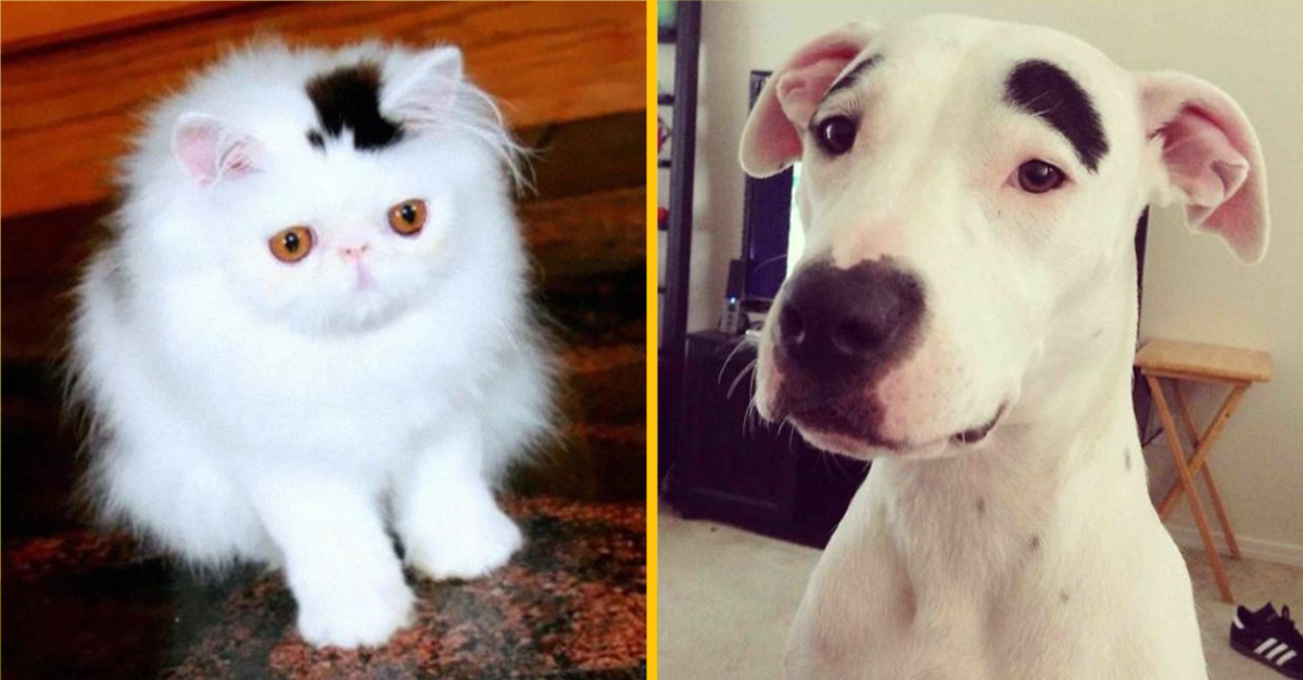 Fotografie zvierat, ktoré dokazujú, že príroda je dokonalý umelec