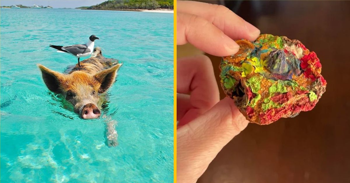 Tieto fotografie dokazujú, že príroda je naozaj veľmi kreatívna