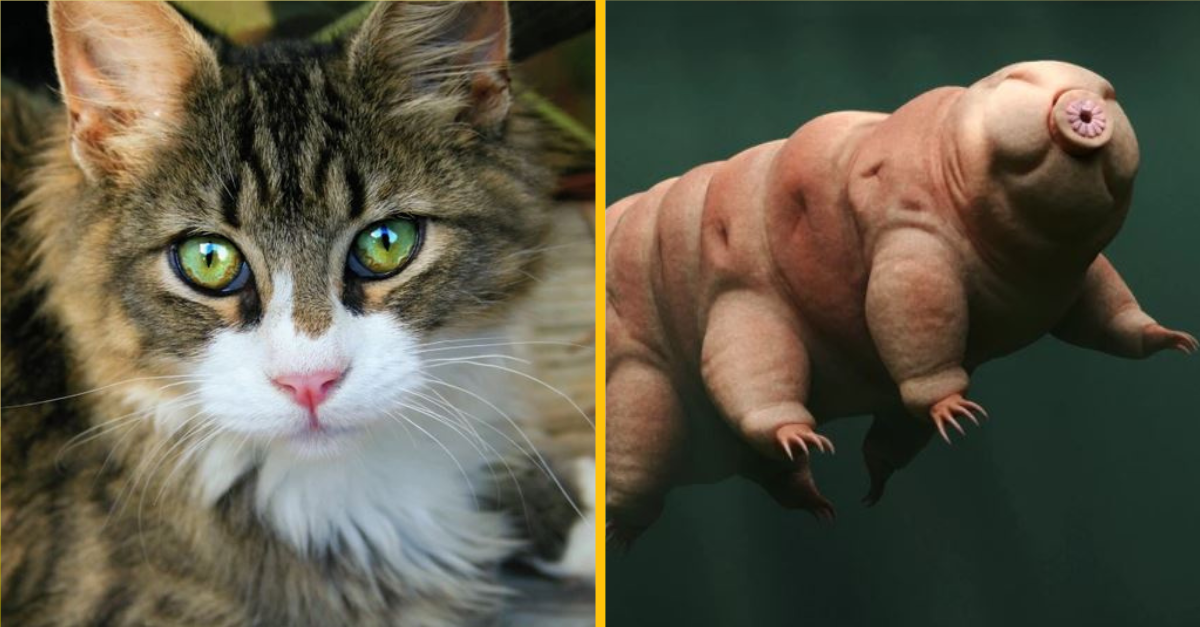 13 zvierat, ktoré dokážu prežiť bez jedla najdlhšie