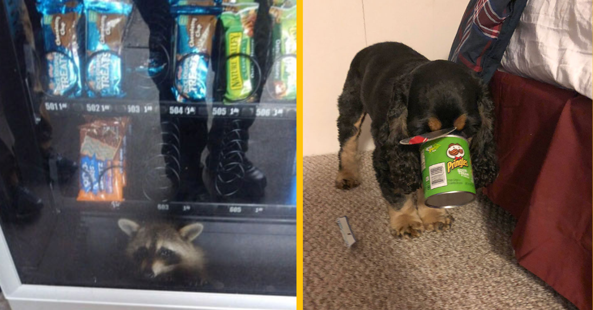 14 zvierat, ktoré sa zasekli v mimoriadne kurióznych miestach