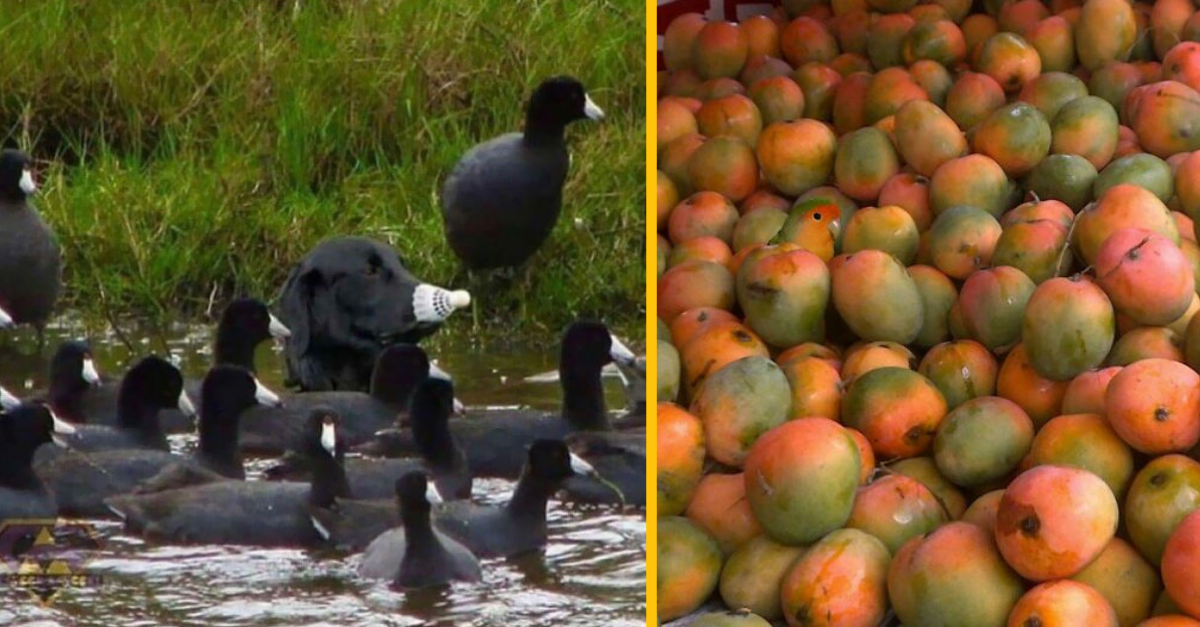 17 perfektných kamufláží