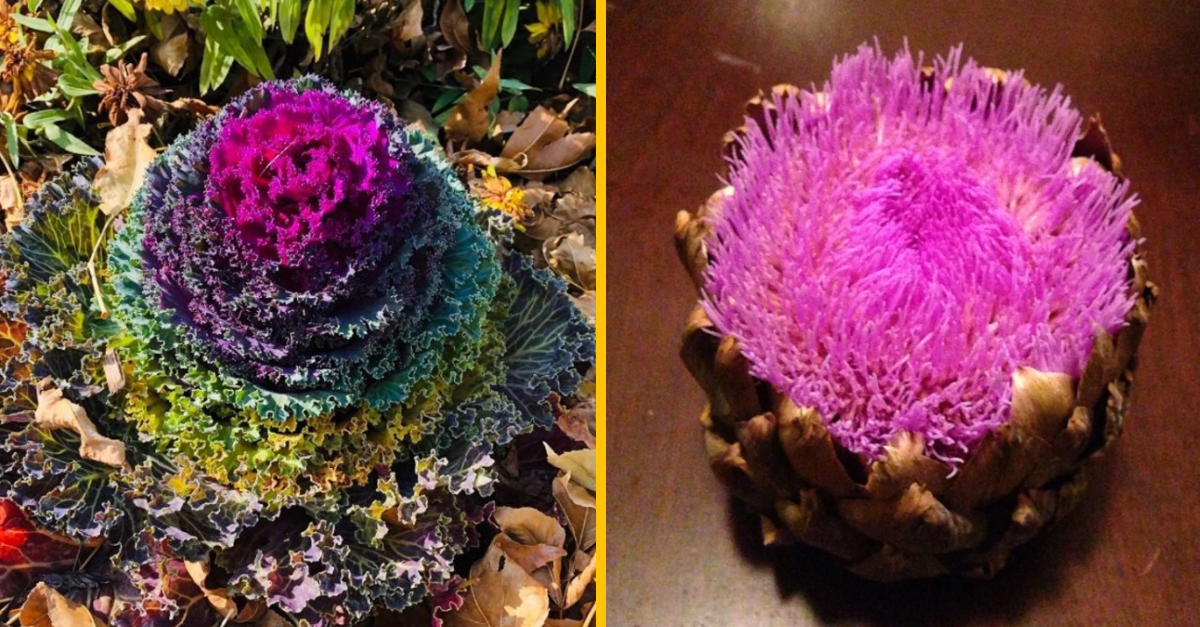 15 fotografií, ktoré vám ukážu svet z nového uhla pohľadu