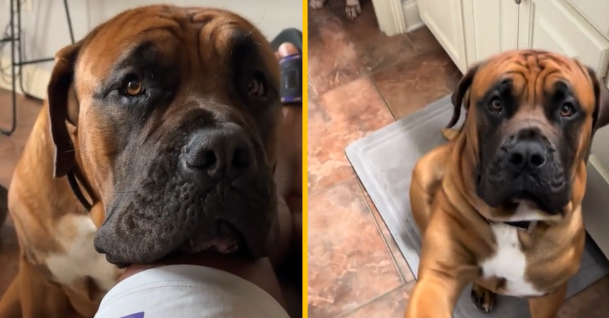 Muž omylom naučil svojho psa zvláštny povel. Teraz majú spoločnú záchodovú tradíciu