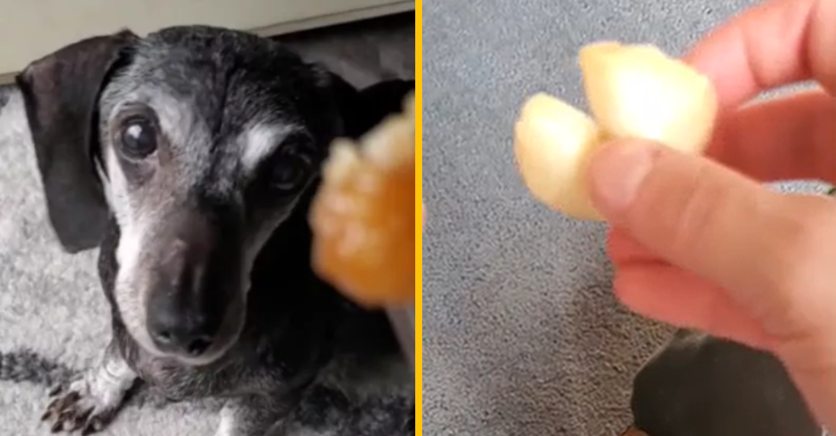 Žena otvorila koláčik šťastia a ostala v slzách. Bolo to, akoby jej jej mŕtvy pes poslal odkaz z neba