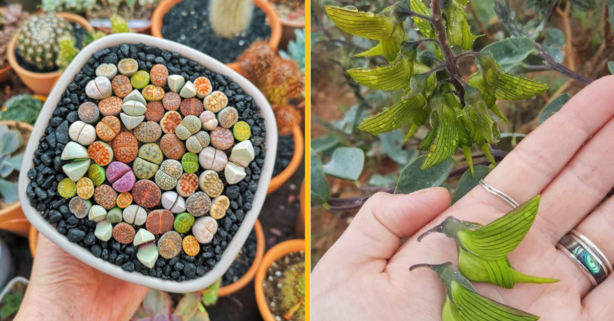 14 fotografií netradičných rastlín, na ktorých sa príroda vybláznila