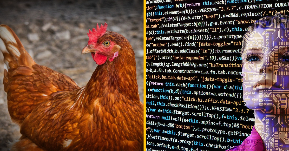 Japonskí vedci prišli s novou technológiou. Dokáže prekladať slepačiu reč a rozoznať emócie sliepok