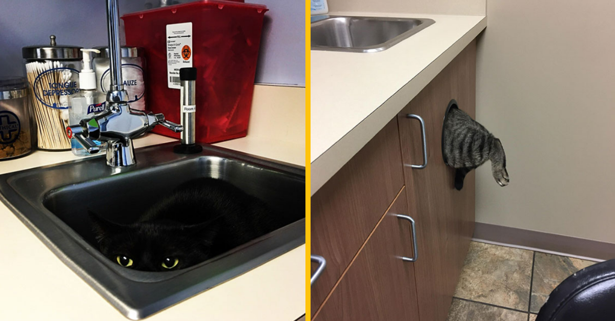 12 mačiek, ktoré si našli svoj najlepší úkryt pred veterinárom (1. časť)