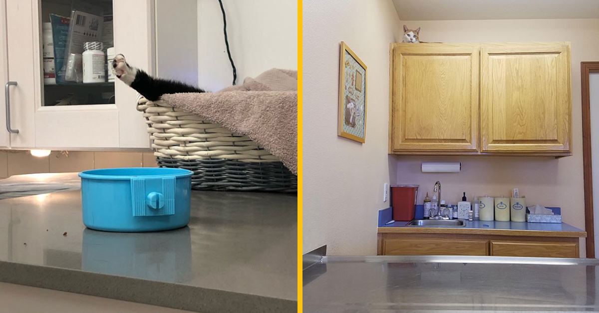 12 mačiek, ktoré si našli svoj najlepší úkryt pred veterinárom (2. časť)