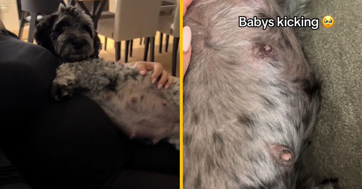 Majiteľka a jej fenka boli tehotné v rovnaký čas. Spoločne podstúpili ultrazvuk, rozkošné zábery vás dostanú