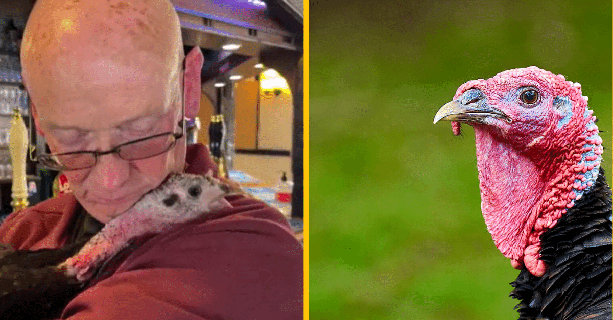 Príbeh o mužovi, ktorý so svojou morkou chodí všade, dokonca aj k zubárovi