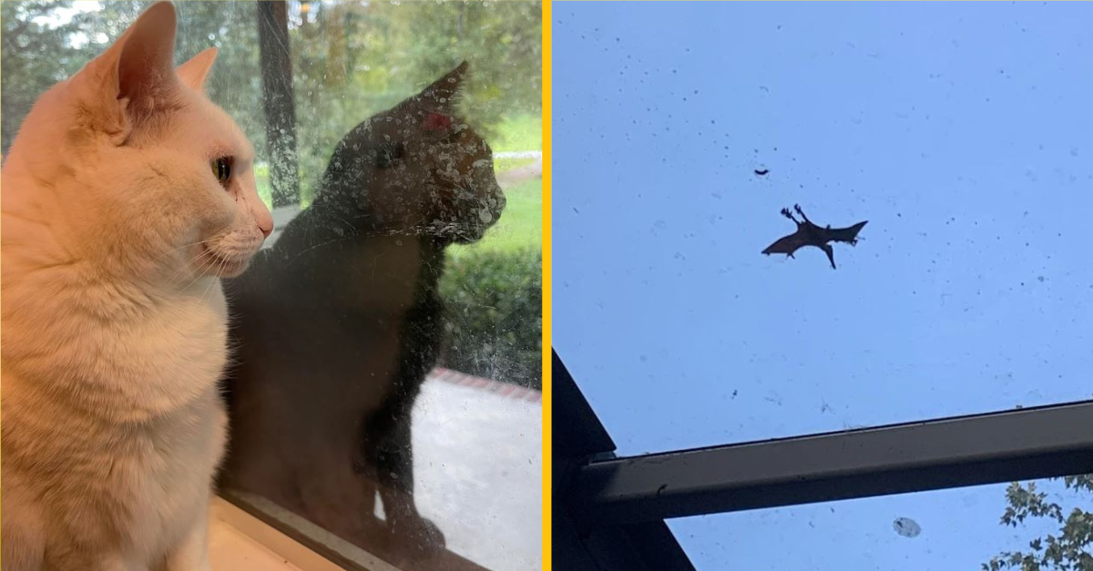 Fotografie, na ktoré budete potrebovať detektíva, aby odhalil, čo sa na nich skrýva