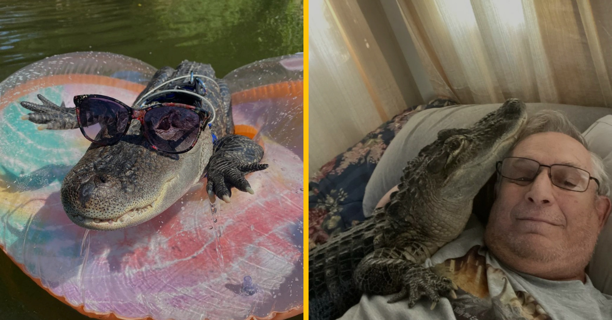 Muž si na bejzbalový štadión priviedol aligátora na vôdzke